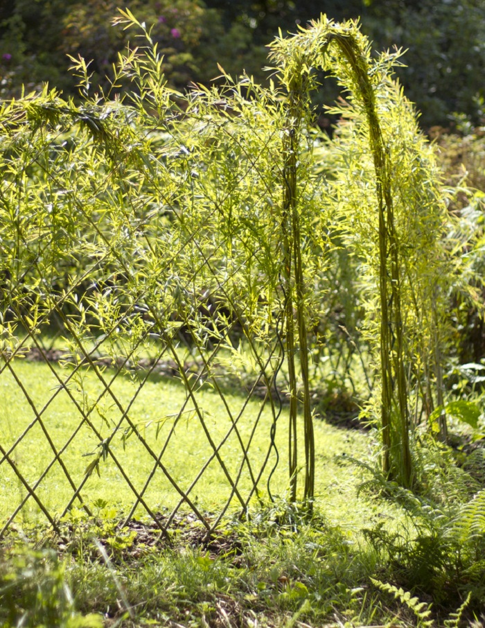 Living willow hedges insteading
